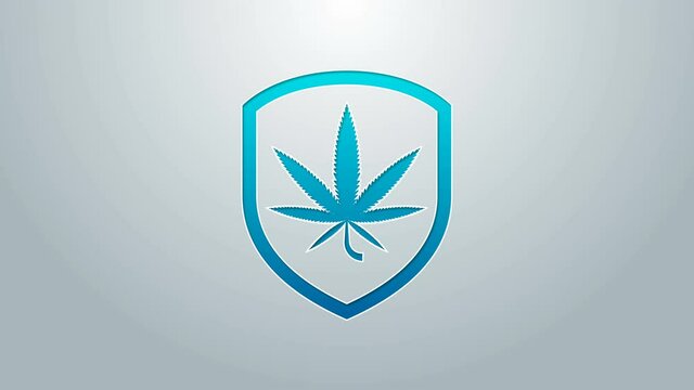 Blue line Shield and marijuana or cannabis leaf icon isolated on grey background. Marijuana legalization. Hemp symbol. 4K Video motion graphic animation