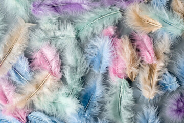 multicolored feathers are laid out on a light grey background, сhaotic flat lay, feathers chaotic to each other. top view, flatly abstract