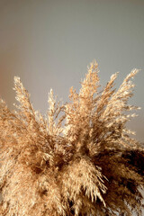 golden beige pampas grass stands in a glass vase on a wooden background in the rays of the setting...