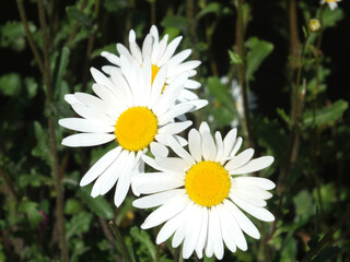 Fototapeta premium macro close up of three common daisy flowers in summer sunlight