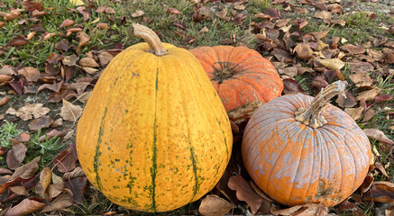 Fototapeta premium Closeup photo of three pumpkin squash on grass covered with autumn leaves. Two orange and one yellow pumpkin visible.