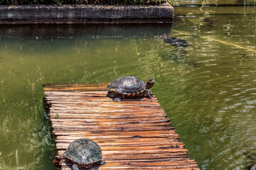 Turtles sunning on a dock in a pond while another swims in the background on a bright summer day.