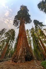 General Grant Grove - Kings Canyon National Park