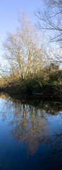Fototapeta na wymiar Vertical panorama.reflection of trees in water