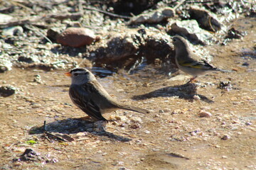 Desert bird in water