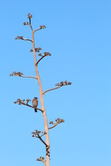 Bird alone on branch against blue sky