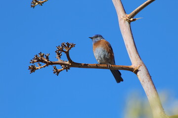 bird on a branch