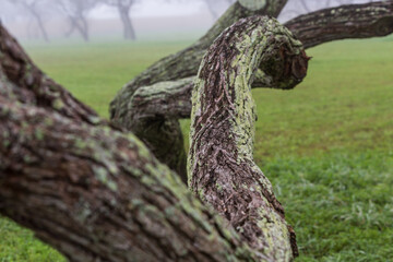 tree trunk