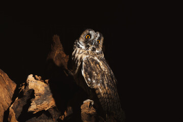 Beautiful eagle owl on tree against black background. Predatory bird