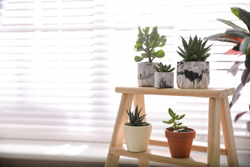 Fototapeta premium Beautiful potted succulents on wooden stand indoors. Space for text
