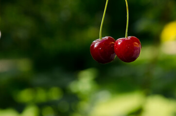 duo of fresh cherries with defocused natural background