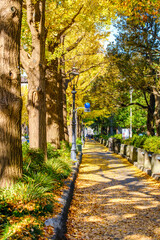 【横浜 山下公園付近】イチョウの並木道
