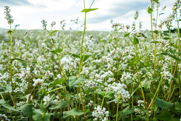 Rural landscape. Blooming buckwheat field. White blooming fresh buckwheat in spring on field against blue sky with clouds. Good harvest