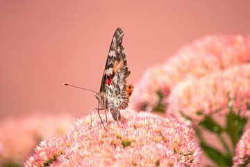 A Painted lady, Cosmopolite (Vanessa cardui) sucking up nectar from yellow flowers in the morning.