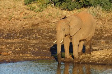 Afrikanischer Elefant / African elephant / Loxodonta africana