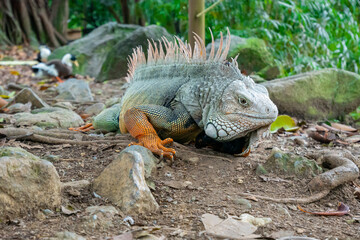 Green Iguana (Iguana Iguana) Large Herbivorous Lizard Walking around Stones in Arid Ground