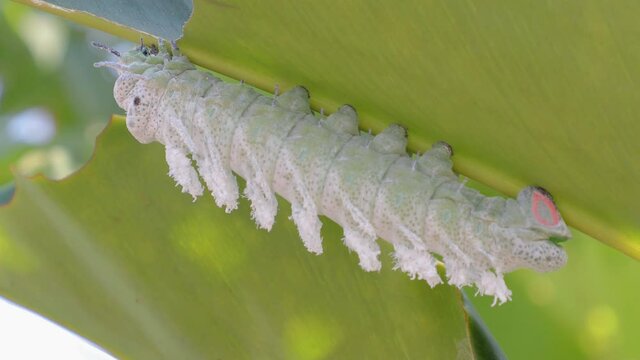 Attacus atlas moth Caterpillar or Giant moth