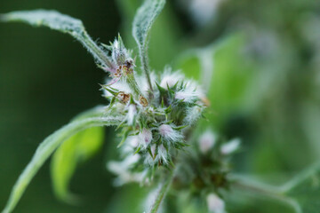Leonurus cardiaca, motherwort, throw-wort, lion's ear, lion's tail medicinal plant with opposite leaves serrated margins Blooming in summer