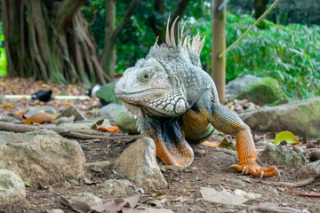Green Iguana (Iguana Iguana) Large Herbivorous Lizard Walking around Stones in Arid Ground