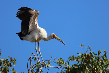 Nimmersatt / Yellow-billed stork / Mycteria ibis
