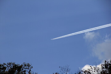 木々の上に描かれる飛行機雲