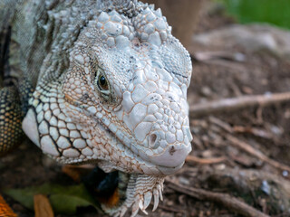 Fototapeta premium Green Iguana (Iguana Iguana) Large Herbivorous Lizard Looking at the Camera