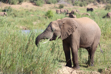 Afrikanischer Elefant / African elephant / Loxodonta africana.