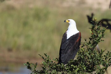 Afrikanischer Schreiseeadler / African fish-eagle / Haliaeetus vocifer.