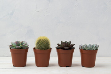 Different succulent plants in different pots. Indoor plants at home on a white shelf. There is room for text. Minimalism.