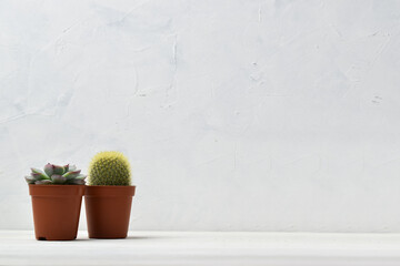 Different succulent plants in different pots. Indoor plants at home on a white shelf. There is room for text. Minimalism.