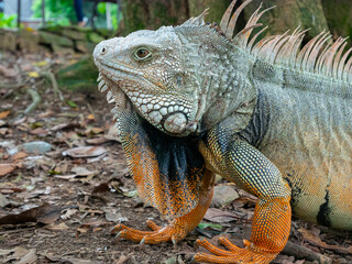 Green Iguana (Iguana Iguana) Large Herbivorous Lizard Staring on the Ground in Medellin, Colombia