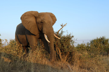 Fototapeta premium Afrikanischer Elefant / African elephant / Loxodonta africana