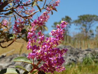 Flor do Cerrado