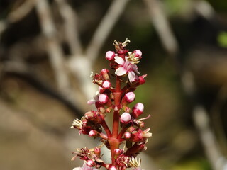 Flor do Cerrado