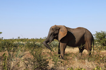 Obraz premium Afrikanischer Elefant / African elephant / Loxodonta africana