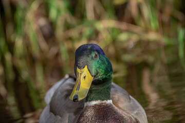 2020-12-15 A FRONT CLOSE UP OF A MALE MALLARD DUCK