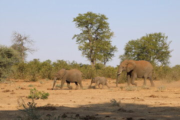 Afrikanischer Elefant / African elephant / Loxodonta africana.