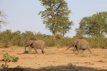Fototapeta premium Afrikanischer Elefant / African elephant / Loxodonta africana.