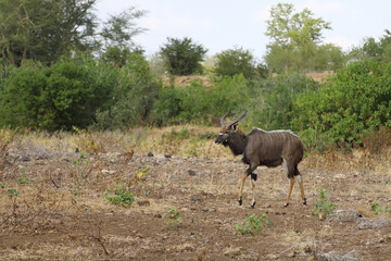 Nyala / Nyala / Tragelaphus angasii.