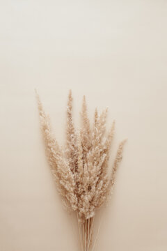 Dry pampas grass reeds agains on beige background. Beautiful pattern with neutral colors. Minimal, stylish, monochrome concept. Flat lay, top view, copy space. Set sail champagne trend color 2021 © Tatiana