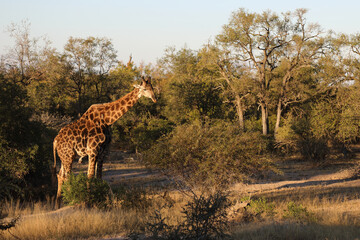 Giraffe / Giraffe / Giraffa Camelopardalis