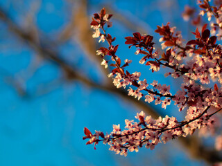comienzo del florecimiento de la primavera. eclosión.