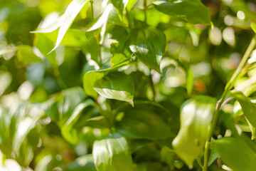 Green foliage close-up with blurry background, used as a background or texture, soft focus