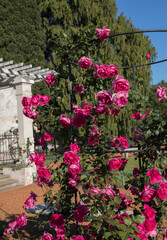 Fototapeta na wymiar Landscaping and garden design. View of climbing Rosa Parade, also known as Miniature Rose, flowers of pink and fuchsia petals, growing in a training mesh, spring blooming in the park.
