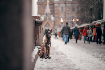 Dog in the city in winter. Belgian shepherd outside