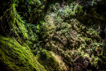 Interior cave wall with texture, moss and light entrance, humid place inside Algar do Carvão with selective focus, Terceira - Azores PORTUGAL