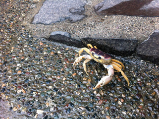 crab on the beach