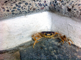 crab on stone