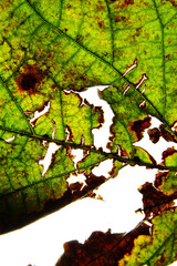 Close up of dried mulberry leaf