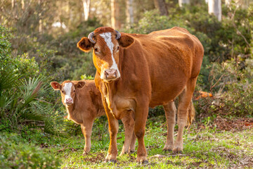 cow and her calf in the forest